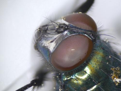 Réf. 184 986 : Neomyia cornicina